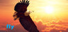 fly Image