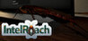 IntelRoach