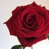 Choice of Romance Image
