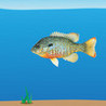 CREA Catch Fish Image