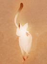 Wenjia Image