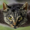 Cat Copter Image