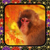 The Crab & the Monkey Image