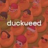 Duckweed Image