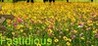 Fastidious (Fastidious)