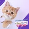 I Love Finding More Cats! Image