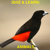 Quiz & Learn: Animals Image