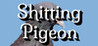 S***tting Pigeon Image