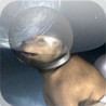 The Space Dog Image