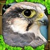 Falcon Simulator Image