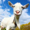 Crazy Goat Image