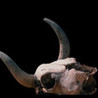 Stampede Slots Classic HD Image