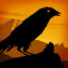 Crow Image