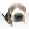 The Dog - Puppy Pets Image
