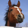 Pony Puzzle 2 Image