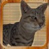 Zen Cat Simulator Image