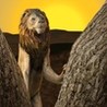 Wild Lion Survival Simulator Image