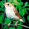 Pajaro Loco Image