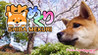 Pixel Game Maker Series Shiba Mekuri Image