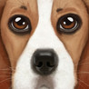 Ultimate Dog Simulator Image