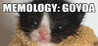 MEMOLOGY: GOYDA Image