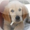 Dogs Spot the Difference Image