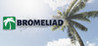 Bromeliad