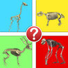 Animals by Skeleton Trivia - Guess the Creature Image