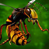 Bugs Mayhem (2013) Image