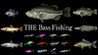 THE Bass Fishing Image
