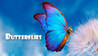 Master of Pieces Jigsaw Puzzle - Butterflies DLC Image