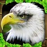Eagle Simulator Image