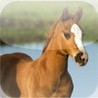 Pony Slider Puzzle HD Image