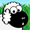 Sheep Image