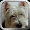 PostMyPet Image