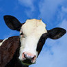 Crazy Cow Simulator Image