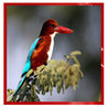 Picture Quiz : Birds Image
