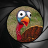 Jive Turkey Shoot Image