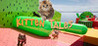 Kitten Tales Image
