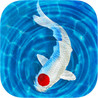 My Koi Image