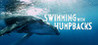 Swimming with Humpbacks Image