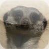 Animals Spot the Difference Image