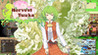 Harvest Yuuka Image