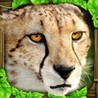 Cheetah Simulator Image