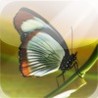 Zenses Rainforest Image