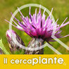 Plant Finder - Images, scientific names, common names of plants now for iPad Image