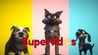 Superfidos