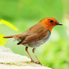 Bird match Image