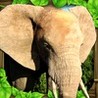 Elephant Simulator Image