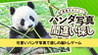 Super kawaii! Finding mistakes in panda photos